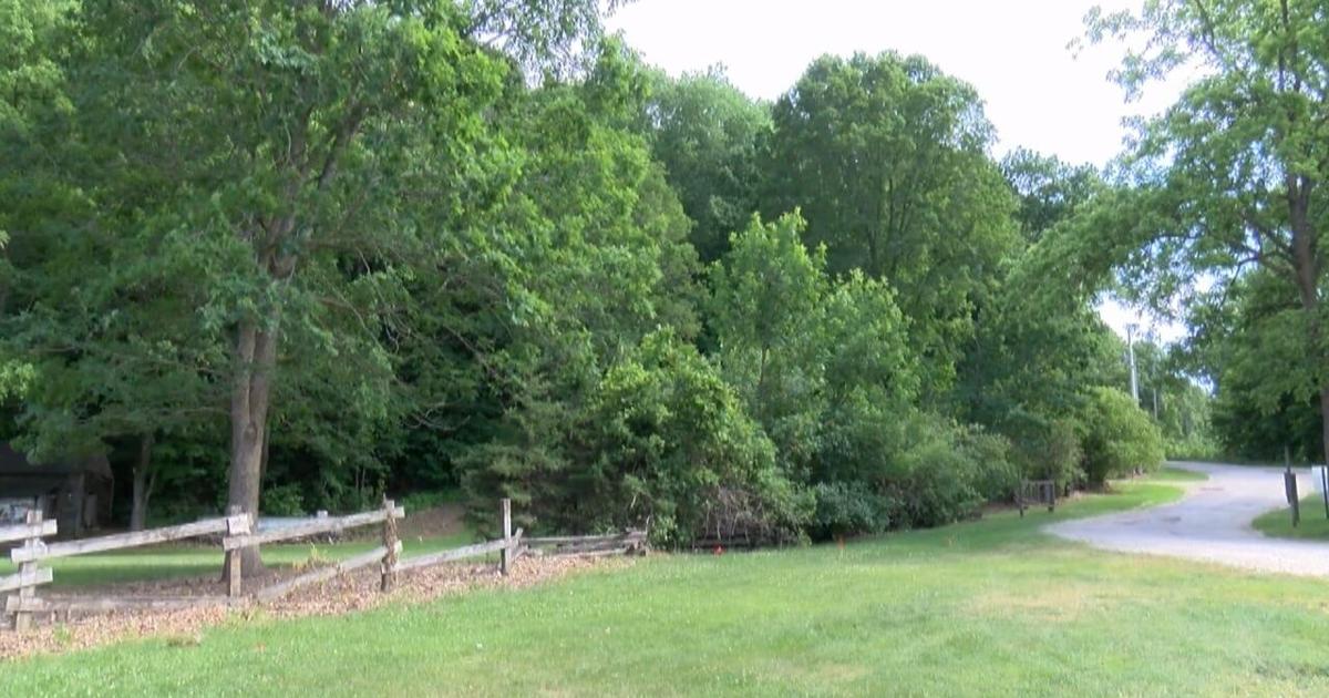 Iowa black bear sightings rising as animals reclaim native range | News