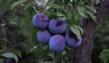 Plum Health Benefits For Your Brain, Heart, Bones, And More