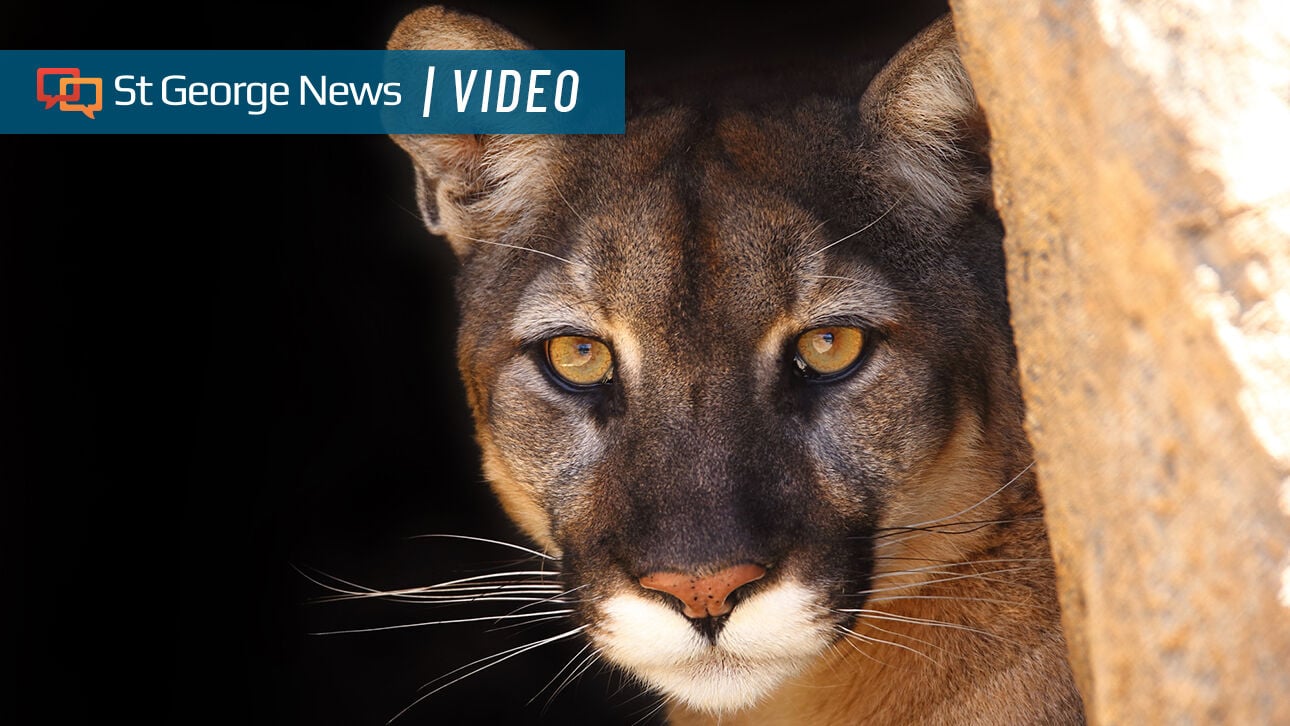 Zion, Pine Valley part of Utah's effort to boost mule deer through extensive cougar removal | News