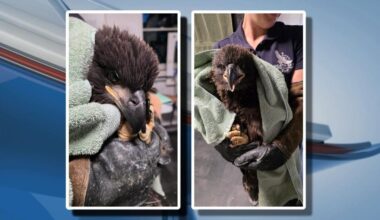 Eaglet 'Snow' recovering after nest fall near Traverse City | News