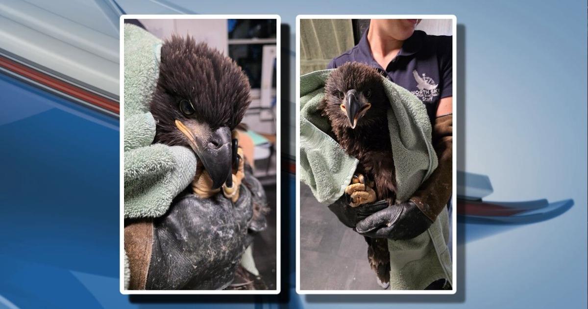 Eaglet 'Snow' recovering after nest fall near Traverse City | News