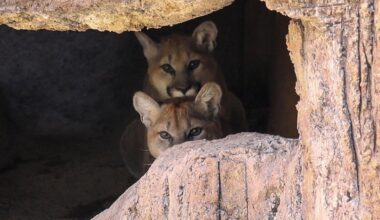 Mountain lion cubs debut at Arizona-Sonora Desert Museum