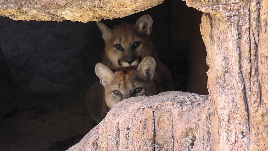 Mountain lion cubs debut at Arizona-Sonora Desert Museum