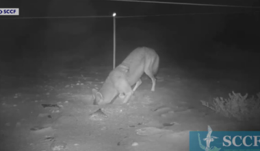 Coyotes destroying sea turtle nests on Sanibel at alarming rate | Lee County