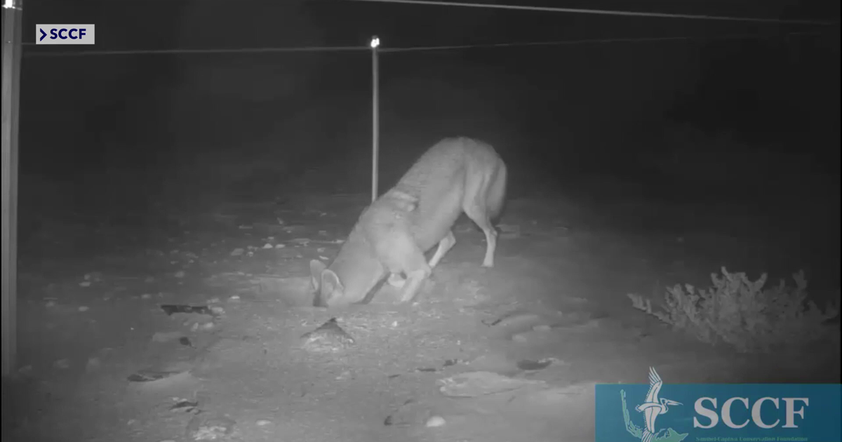 Coyotes destroying sea turtle nests on Sanibel at alarming rate | Lee County