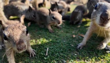 City leaders urge people to stop feeding squirrels due to swelling population | National and World News