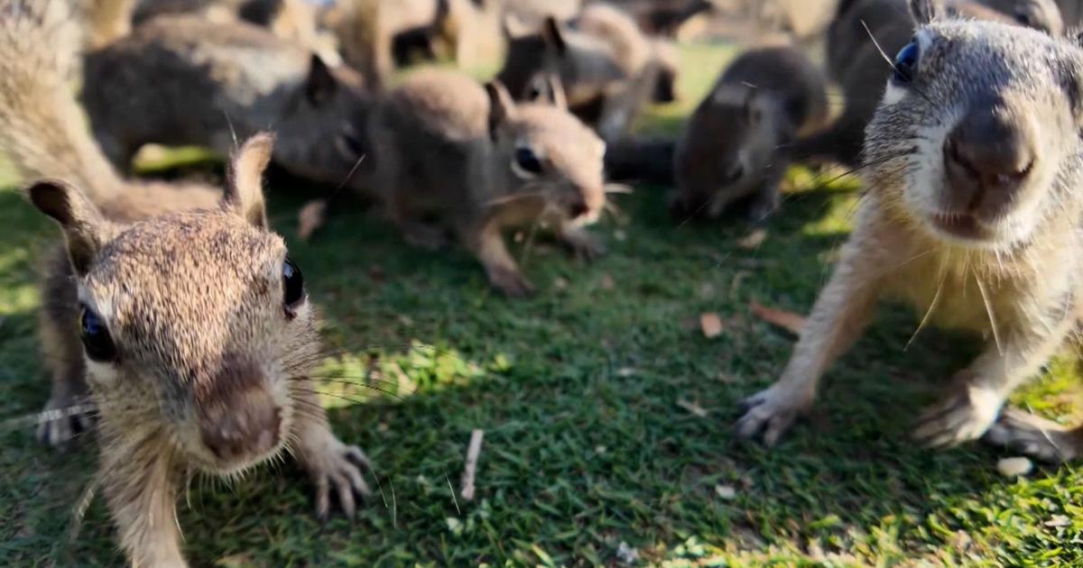 City leaders urge people to stop feeding squirrels due to swelling population | National and World News