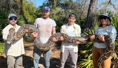 8,080lbs of invasive Burmese pythons removed, breaks record | Collier County