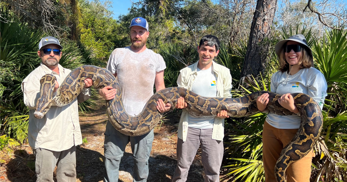 8,080lbs of invasive Burmese pythons removed, breaks record | Collier County