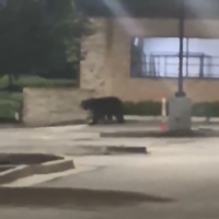 Bear spotted outside of a Columbia gym | Mid-Missouri News