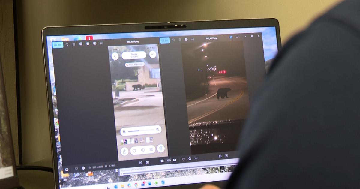Bear spotted outside of a Columbia gym | Mid-Missouri News