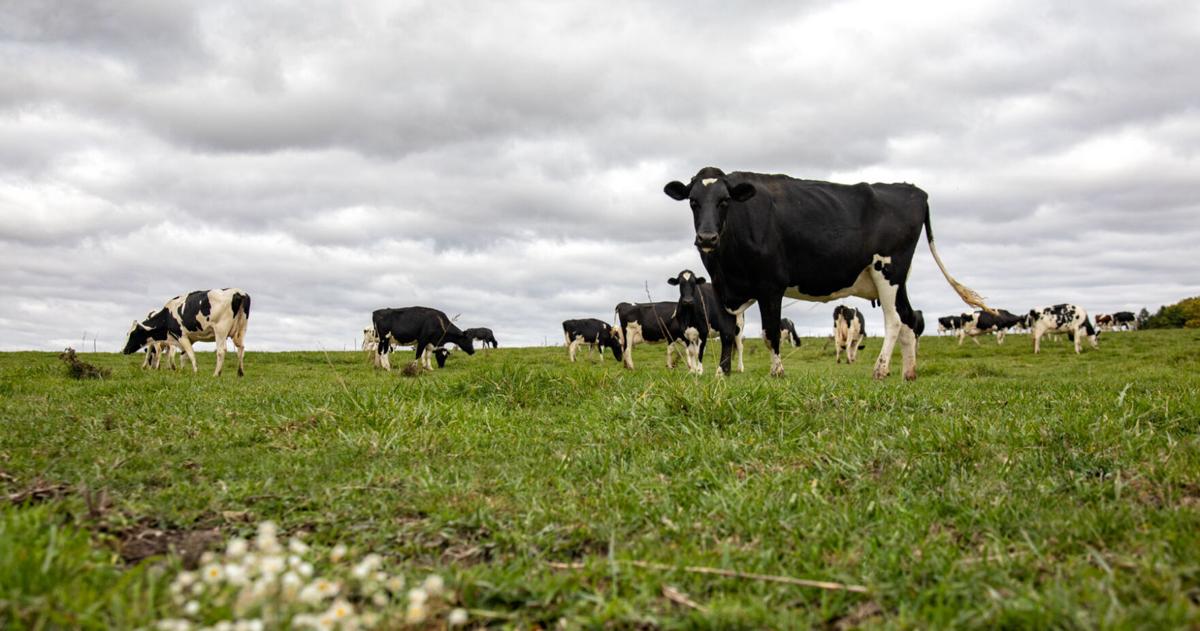 Dairy market dynamics shift as protein demand soars | Farm