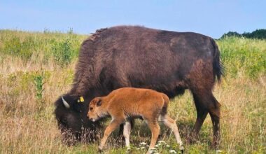 New baby bison joins the Trexler Nature Preserve herd after three years | Entertainment News