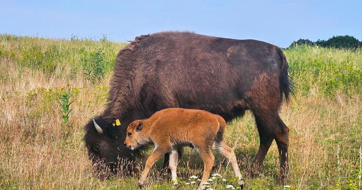 New baby bison joins the Trexler Nature Preserve herd after three years | Entertainment News