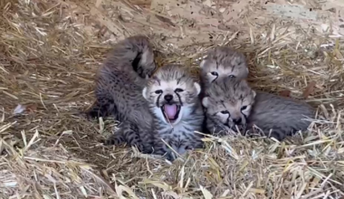 Seven endangered cheetah cubs born at zoo a huge conservation win | National