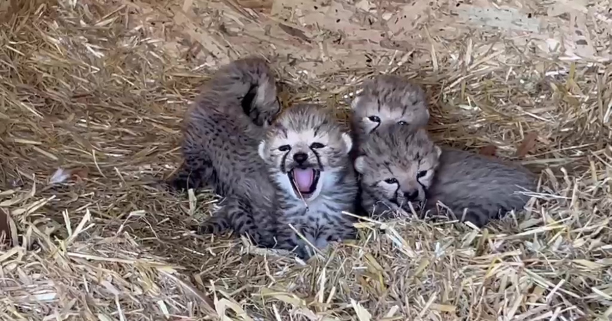 Seven endangered cheetah cubs born at zoo a huge conservation win | National