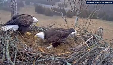 Just ahead of America’s 250th birthday, bald eagles welcome new life in Bethlehem | Bethlehem Area