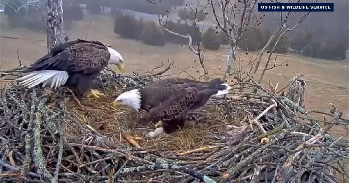 Just ahead of America’s 250th birthday, bald eagles welcome new life in Bethlehem | Bethlehem Area