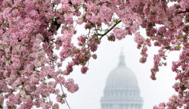 Yes, allergy seasons are getting worse, Madison doctor says | Health