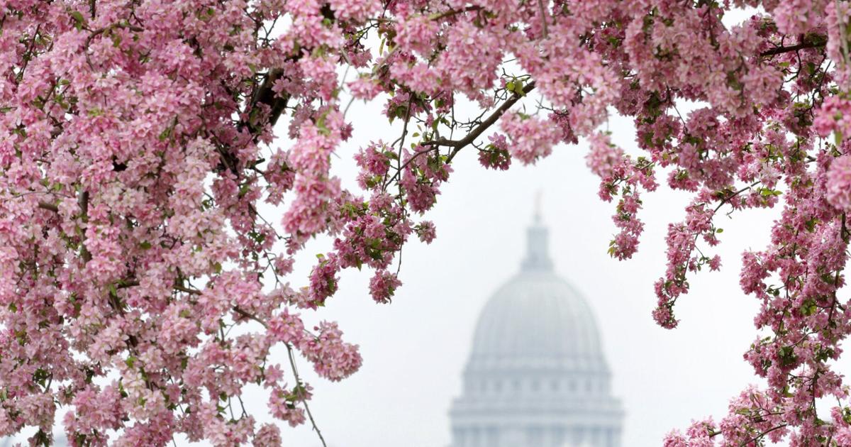 Yes, allergy seasons are getting worse, Madison doctor says | Health