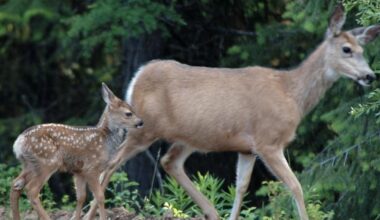 Ashland remind public how to treat deer, lethal removal suggested | Community