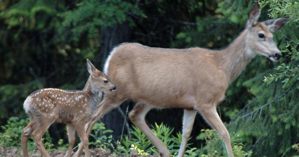 Ashland remind public how to treat deer, lethal removal suggested | Community