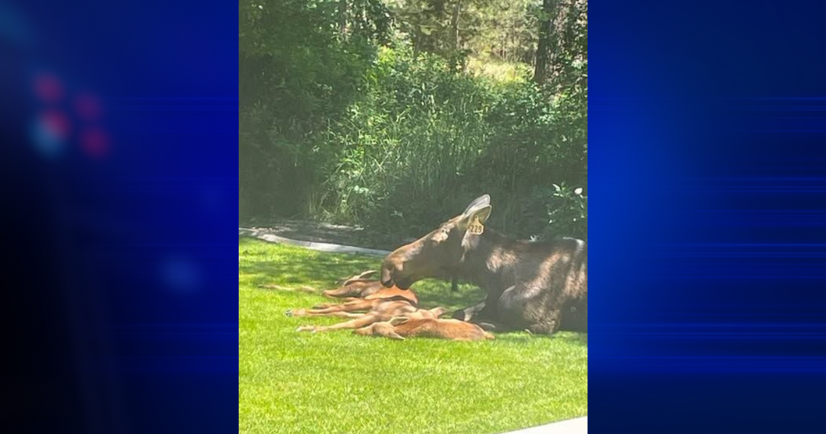 North Spokane moose returns with rare triplet calves | Spokane News