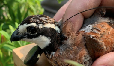 DNREC eyes Sussex County wildlife area for potential bobwhite quail comeback | The Latest from WDEL News