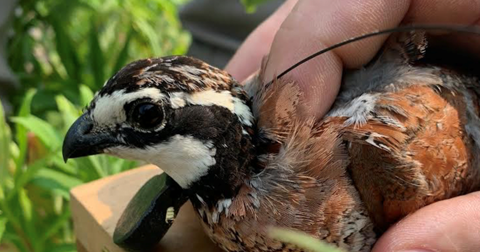 DNREC eyes Sussex County wildlife area for potential bobwhite quail comeback | The Latest from WDEL News