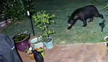 Bear caught on camera in Stonebridge subdivision | News