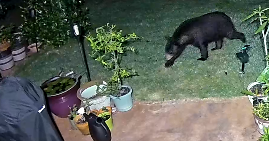 Bear caught on camera in Stonebridge subdivision | News