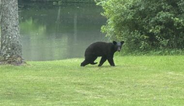 Black bear spotted in Poland backyard | Poland News