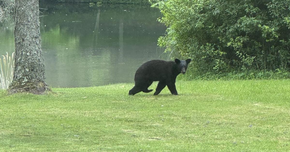 Black bear spotted in Poland backyard | Poland News