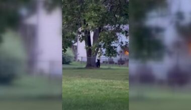 Second weekend black bear sighting in the Valley | Local News