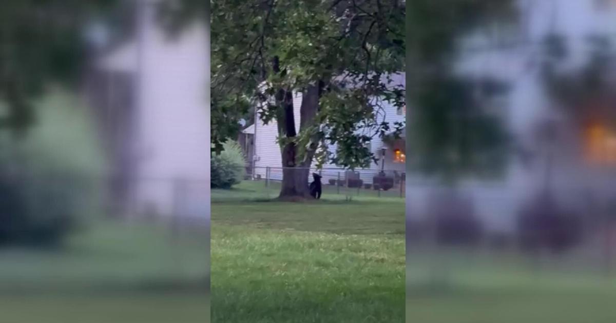 Second weekend black bear sighting in the Valley | Local News