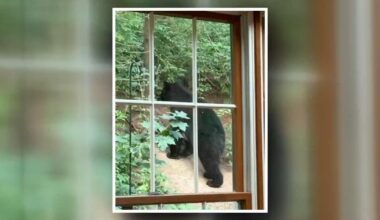 Black bear sighted in Cumru Twp. | Southern Berks County