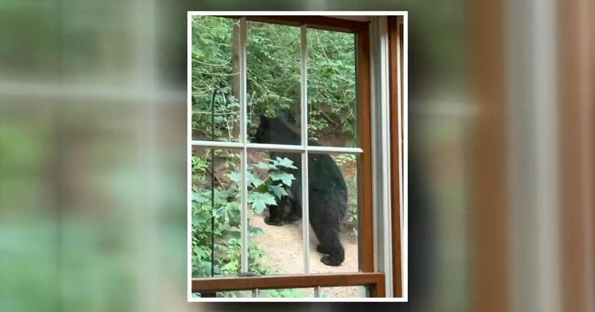Black bear sighted in Cumru Twp. | Southern Berks County