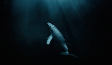 The Ocean’s Longest-Running Mystery Sings With a Voice No Creature Should Have