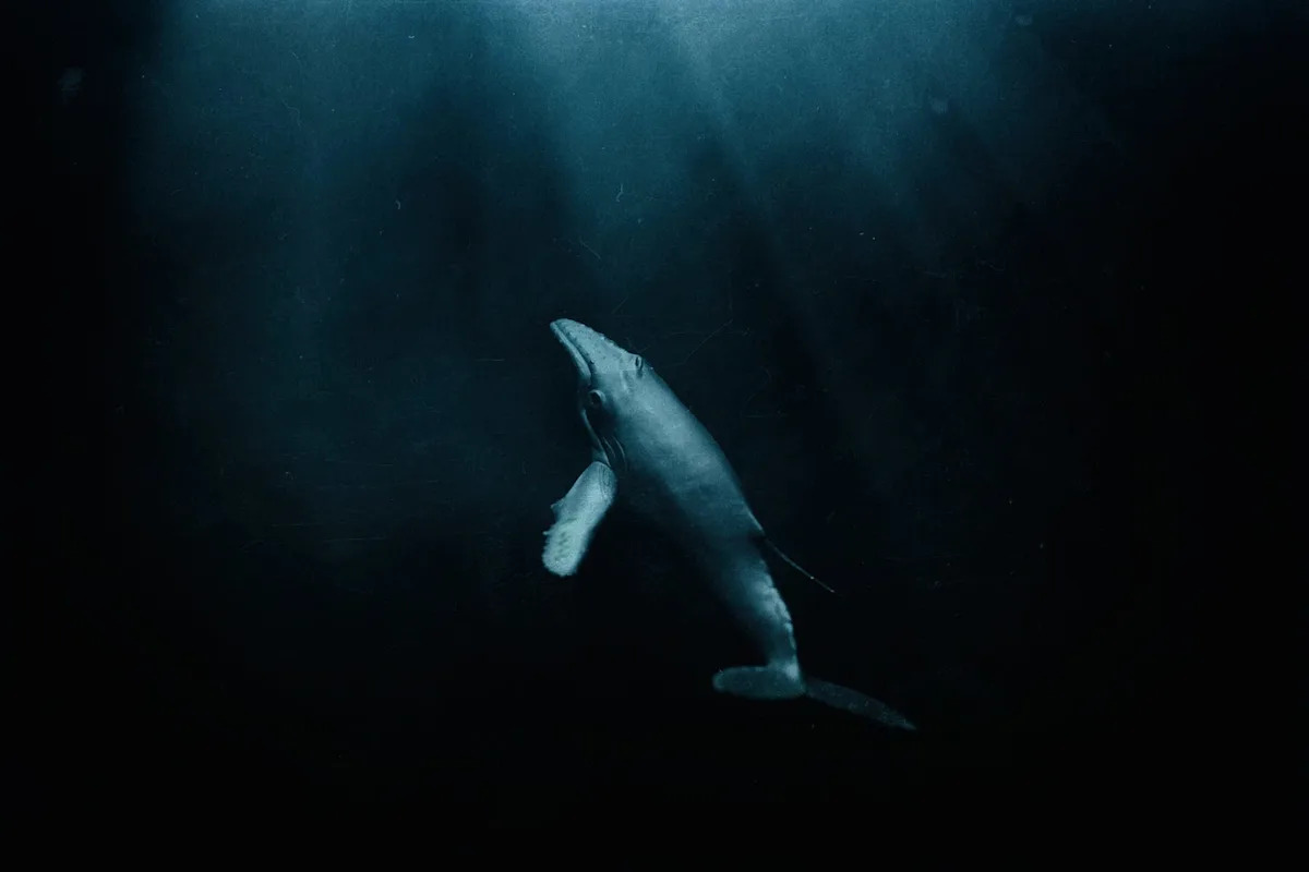 The Ocean’s Longest-Running Mystery Sings With a Voice No Creature Should Have