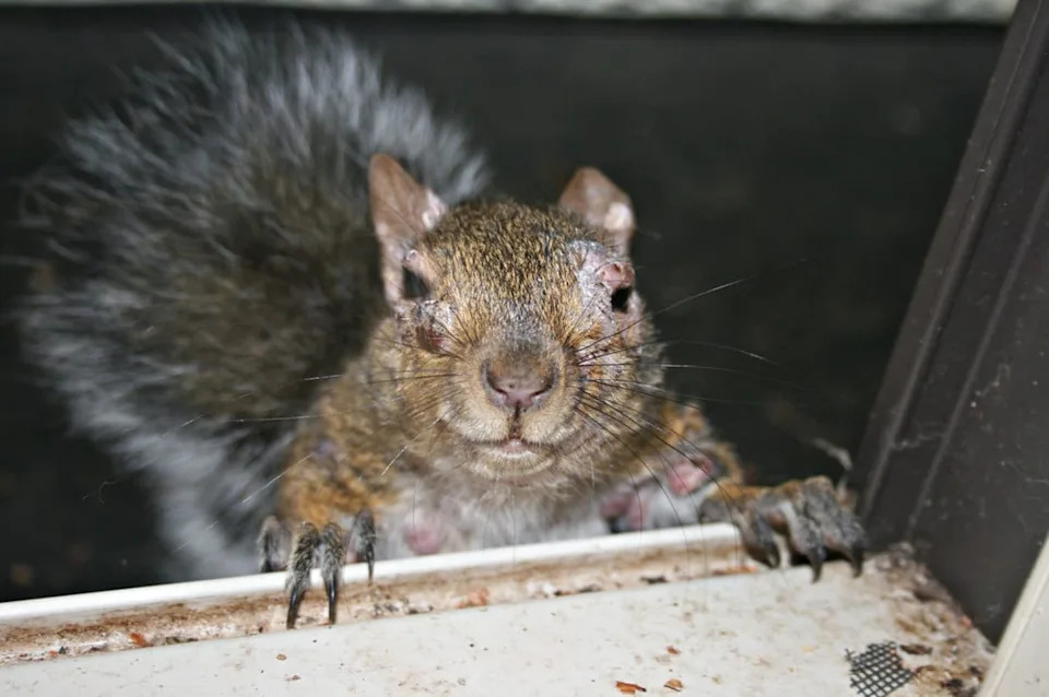So-called ‘zombie squirrels’ are popping up in states across the U.S. Experts say the wart-like growths are likely caused by squirrel firomatosis (Wild Things Sanctuary  NY)