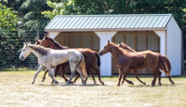 Nine escaped wild mustangs are corralled in North Carolina, but one still evades crews