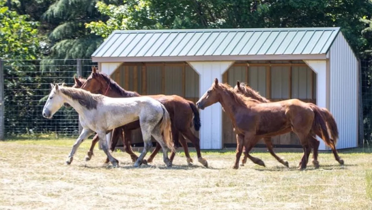 Nine escaped wild mustangs are corralled in North Carolina, but one still evades crews