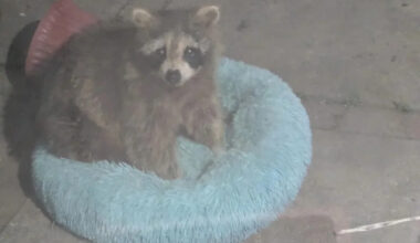 Homeowner left a bed out for a feral cat and found a blissed-out raccoon curled up in it by morning