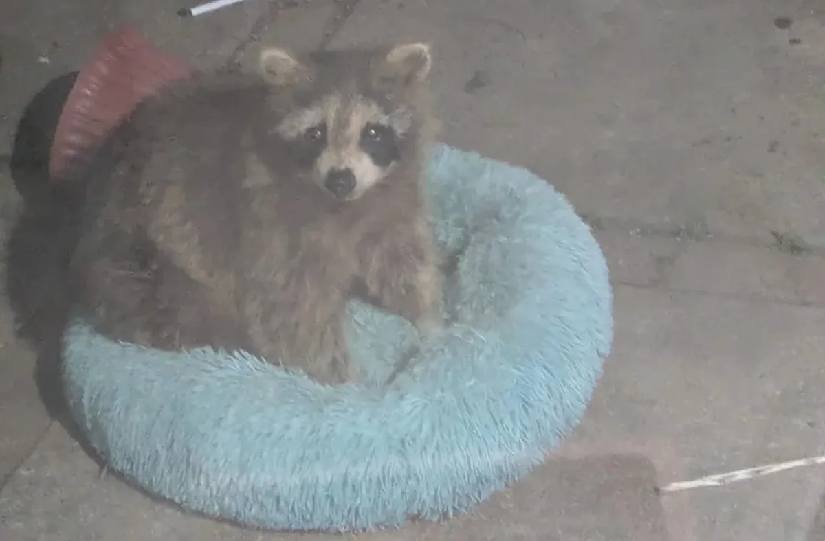 Homeowner left a bed out for a feral cat and found a blissed-out raccoon curled up in it by morning