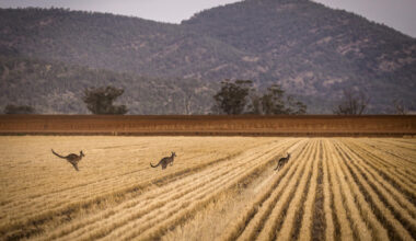 Australia says wheat crop set to plunge