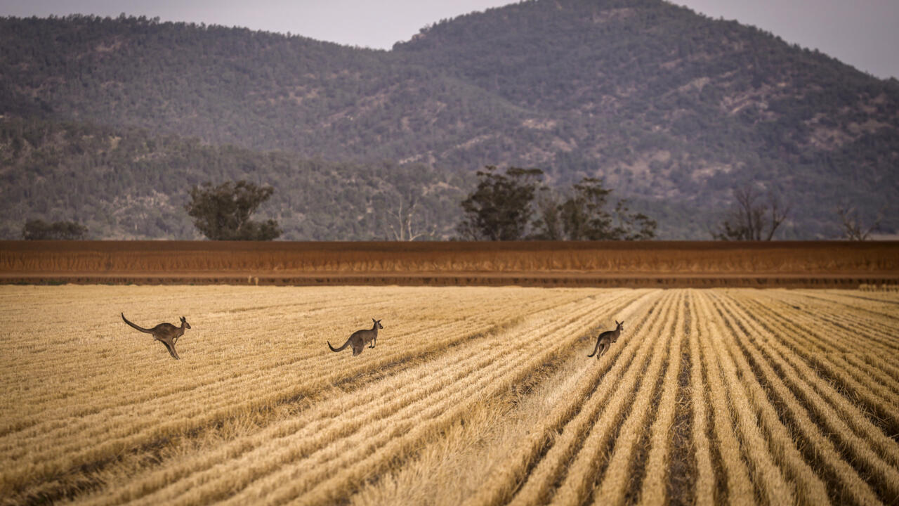 Australia says wheat crop set to plunge