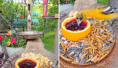 'Martin's back': Squirrel returns to backyard feeder for his jelly fix on a windy day