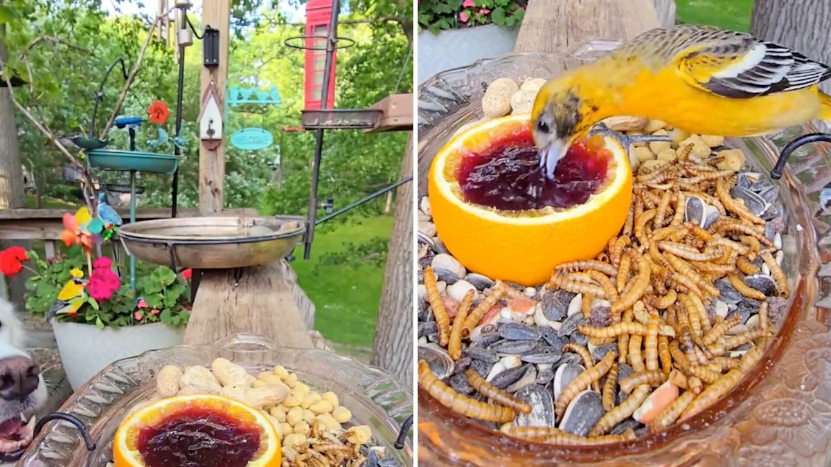 'Martin's back': Squirrel returns to backyard feeder for his jelly fix on a windy day