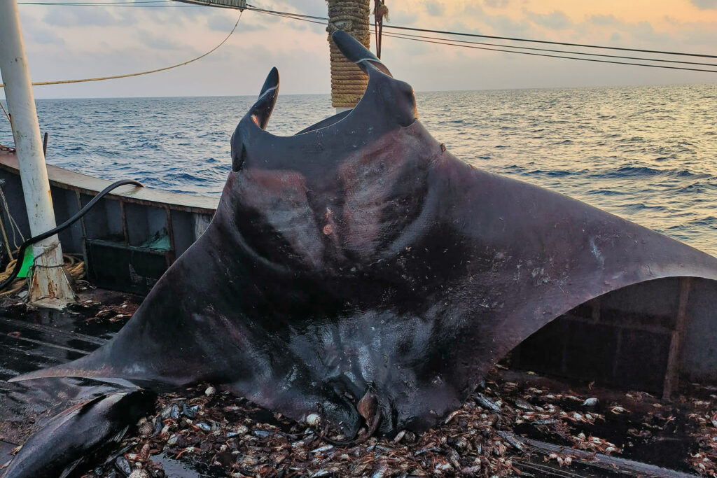 A large ray onboard a squid fishing vessel. Credit: Environmental Justice Foundation