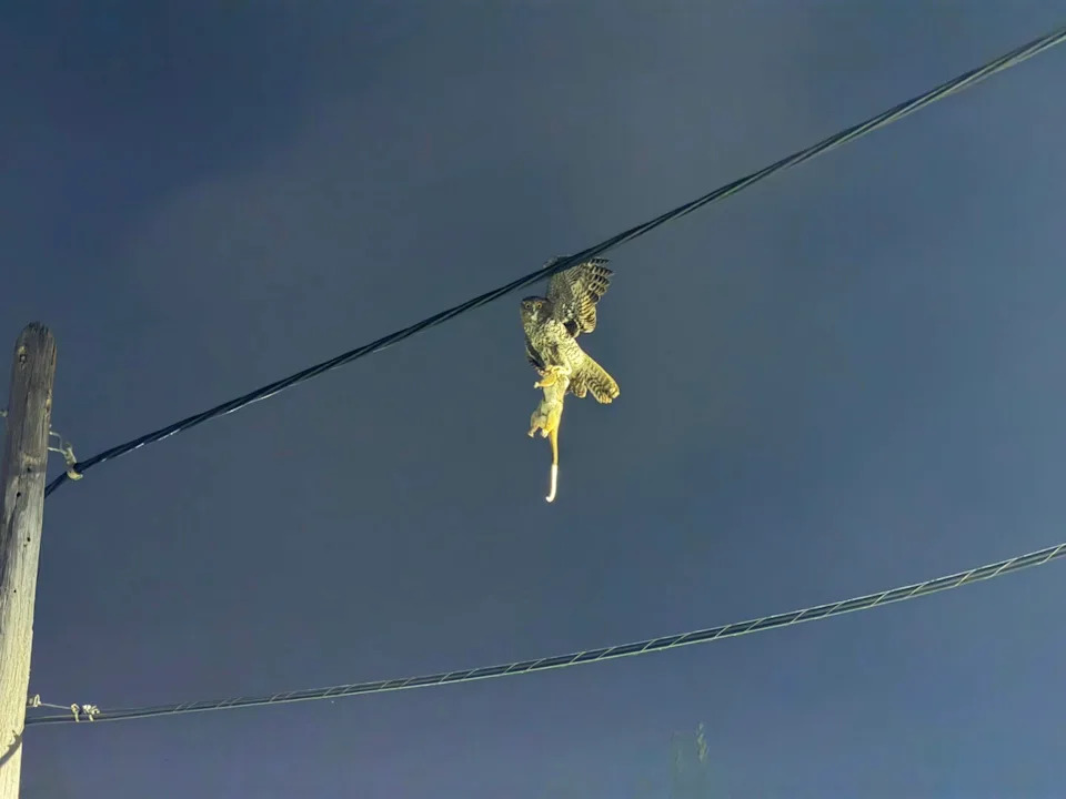 A powerful owl stares back at the camera, while caught on power lines, with a possum in its talons.